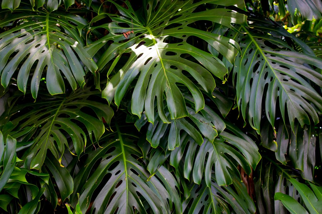 Monstera