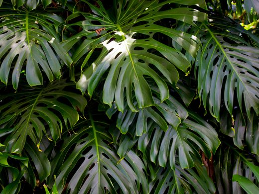 Monstera