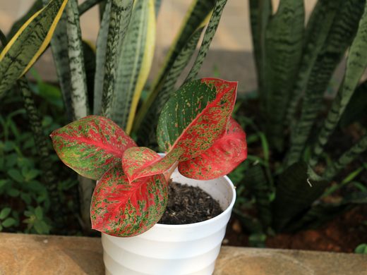 Aglaonema
