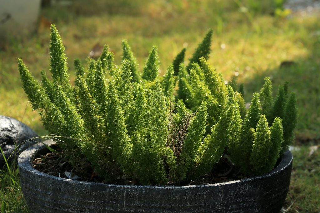 Asparagas