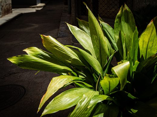 Aspidistra