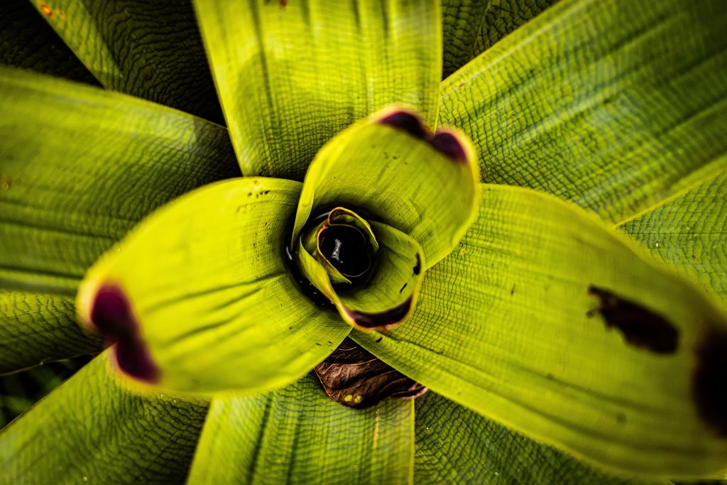 Bromelija