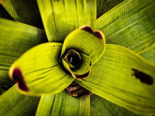 Bromelija