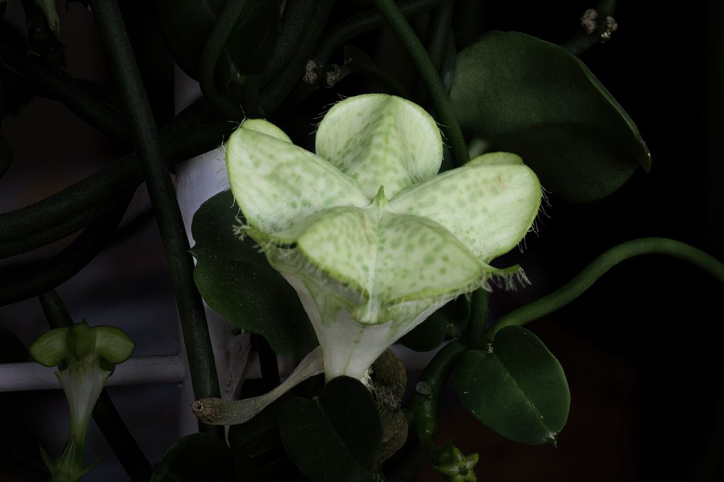Ceropegija