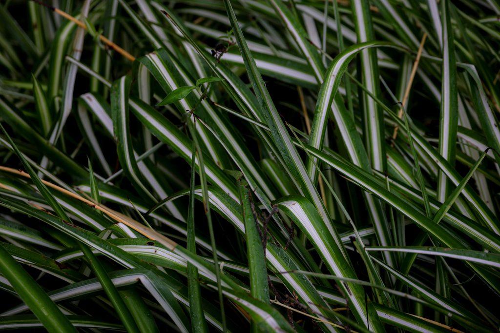 Chlorofitas