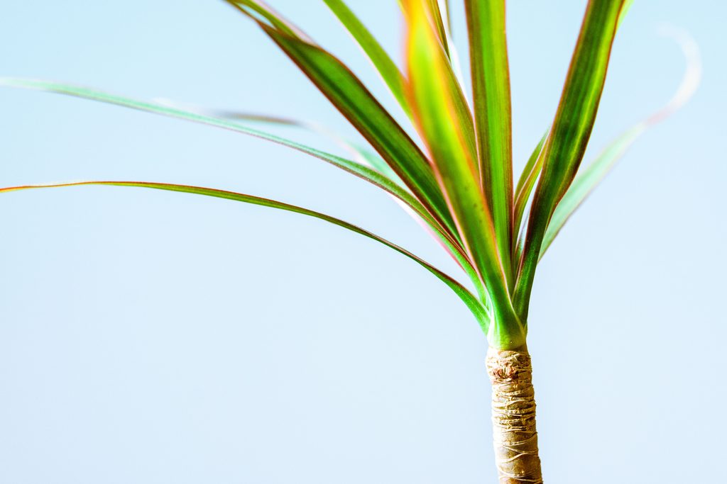 Dracena marginata