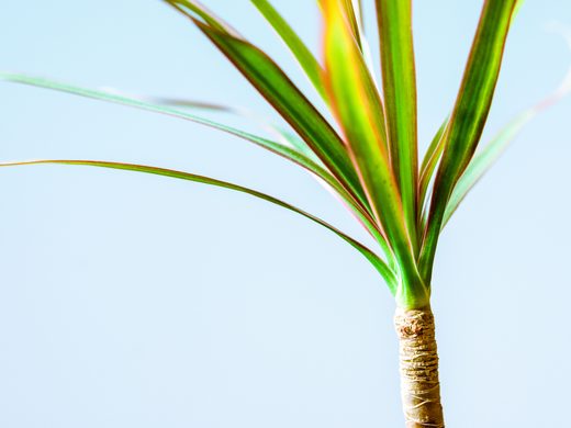 Dracena marginata