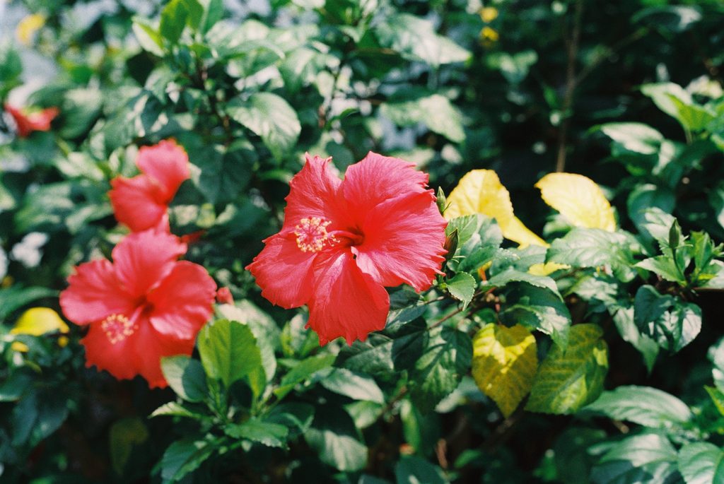 Hibiskas