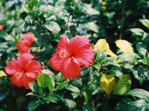 Hibiskas