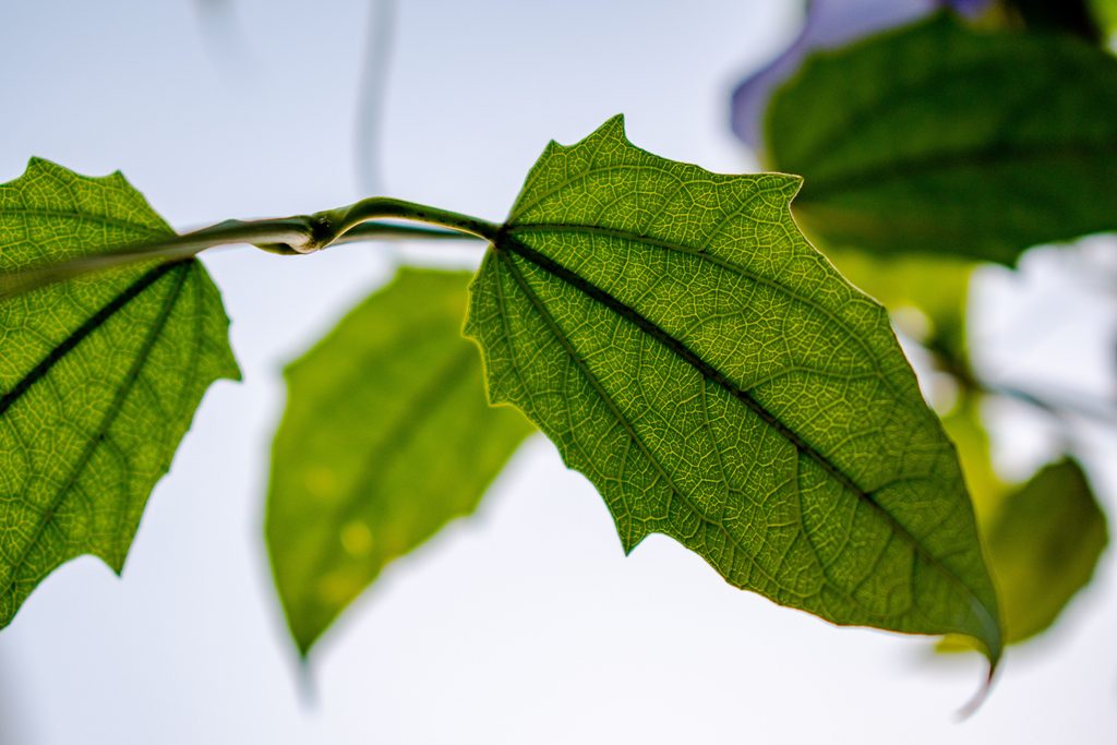 Hoja