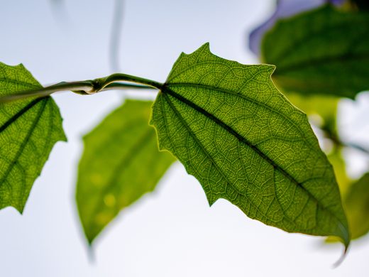Hoja