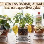 Kodėl gelsta kambarinių augalų lapai