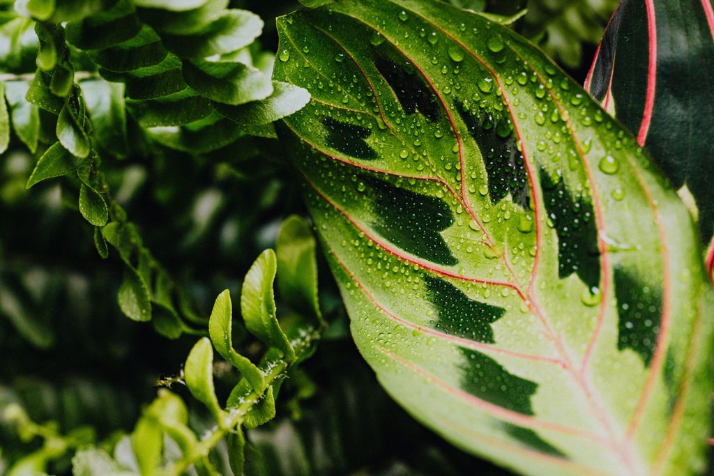 Maranta