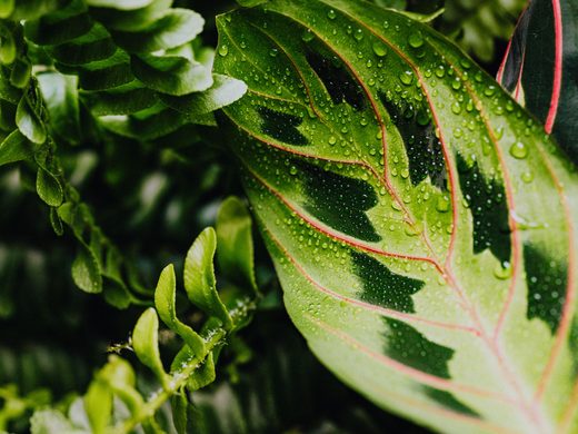 Maranta