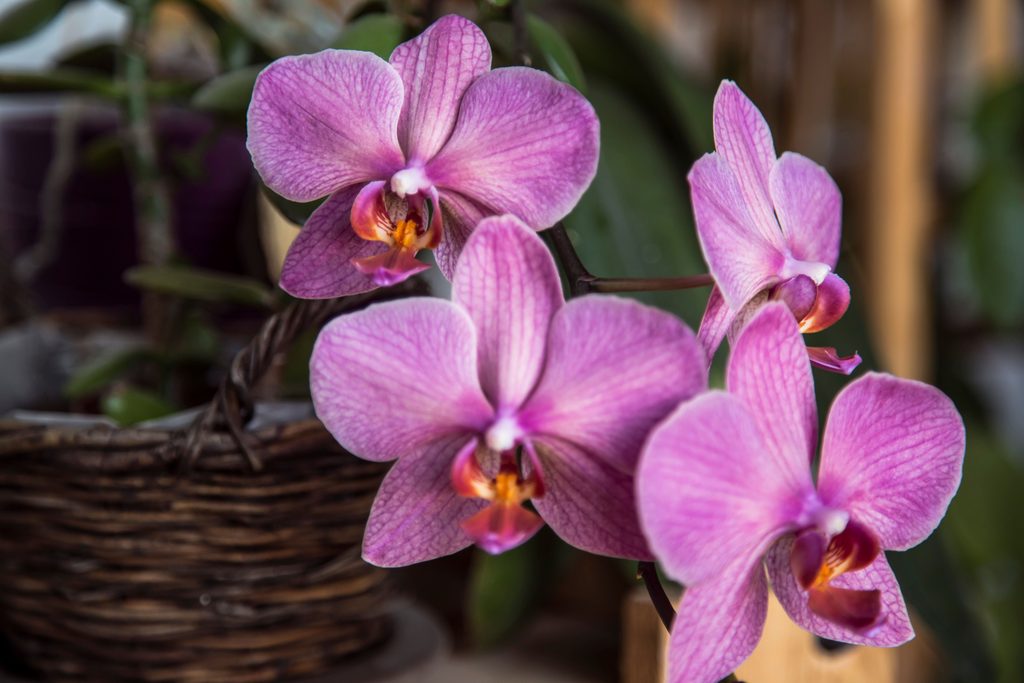 Orchidėja falenopsis