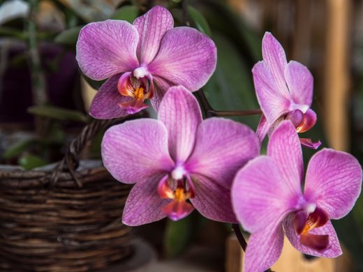 Orchidėja falenopsis