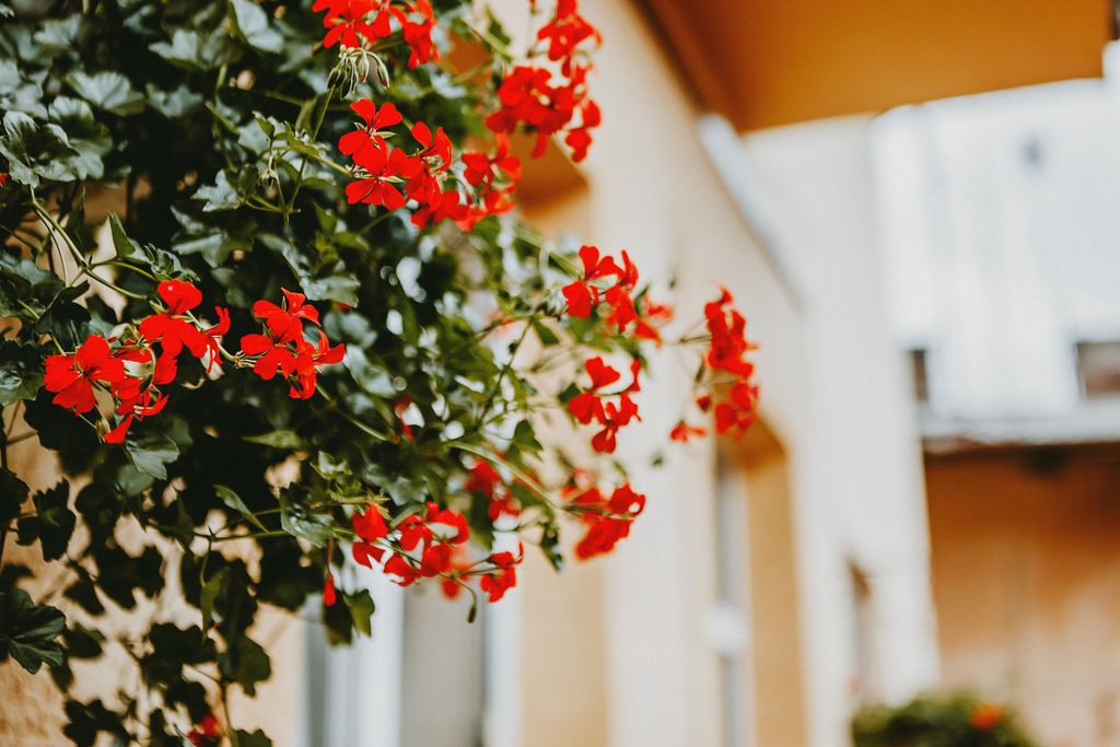 Pelargonija