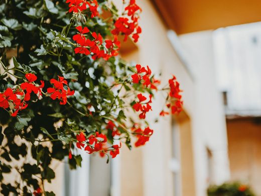 Pelargonija