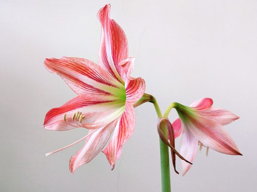 Hipeastras (amarilis)