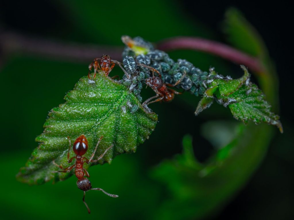 Amarai ant lapo