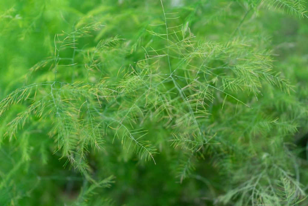 Asparagas