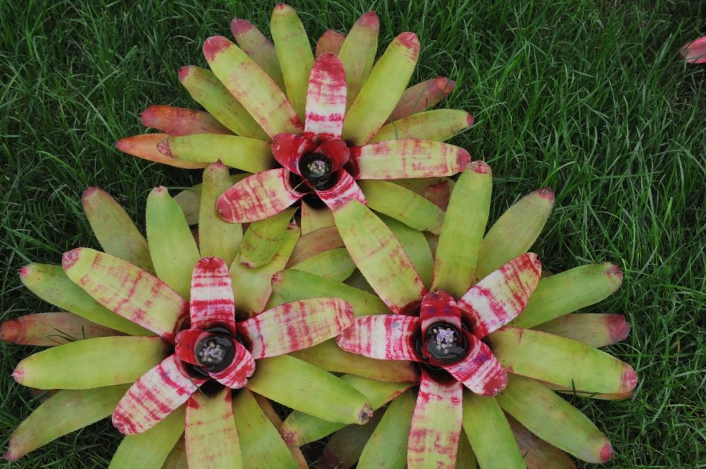 Bromelija