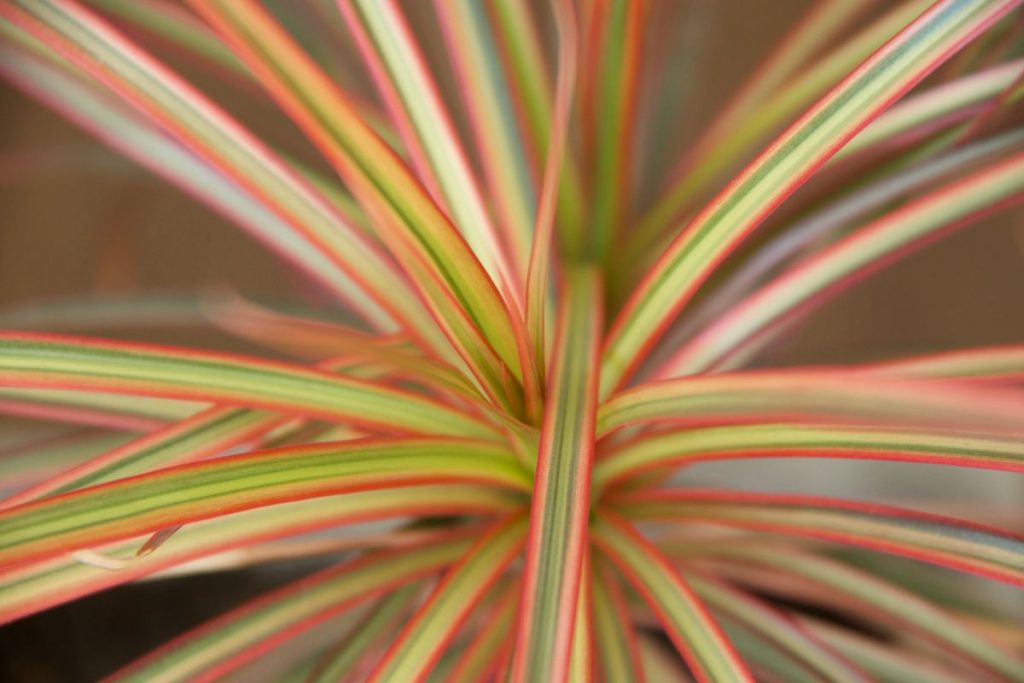 Dracena marginata