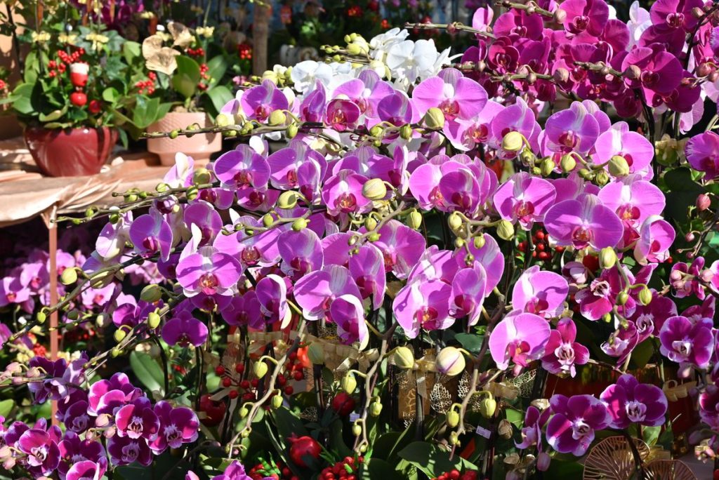 Falenopsis