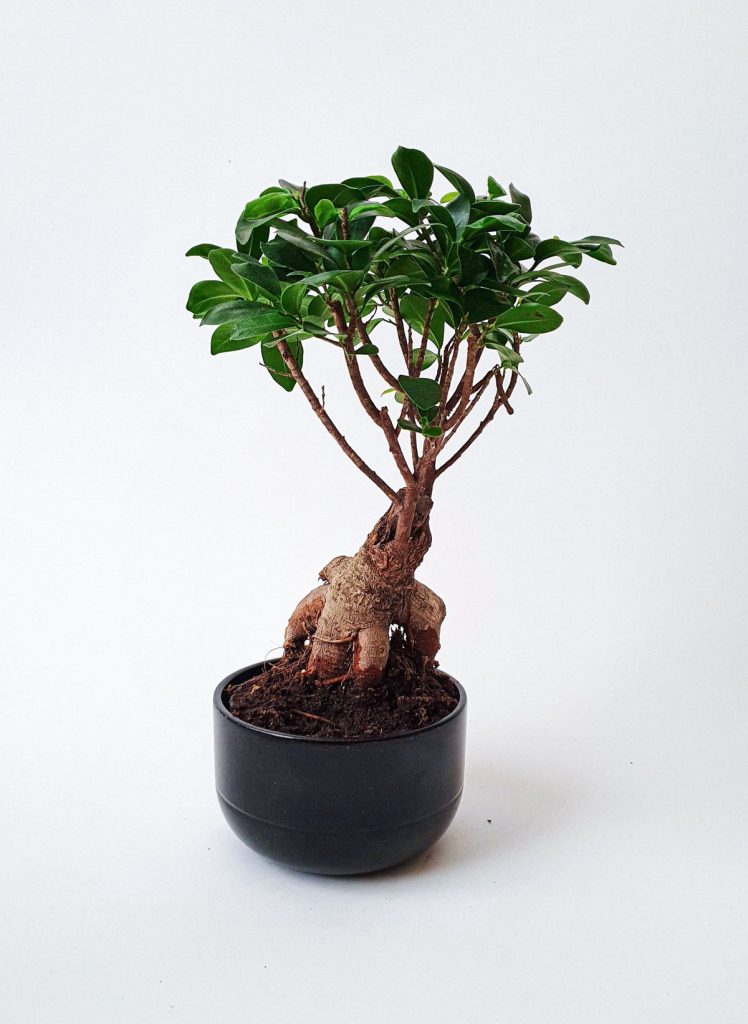 Fikusas ginseng