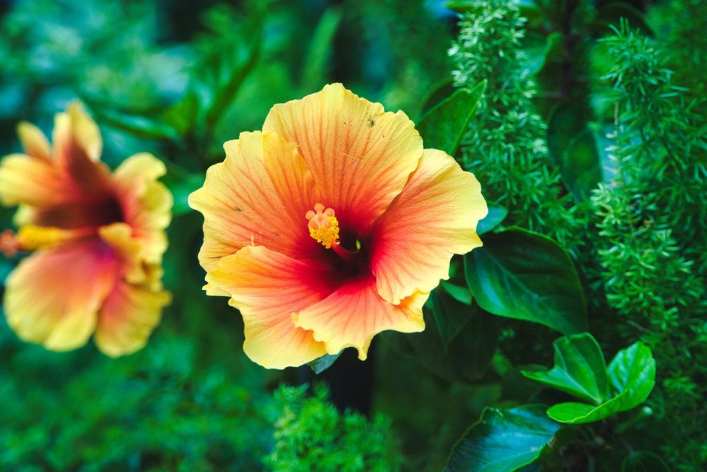 Hibiskas
