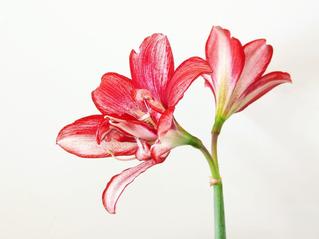 Hipeastras (amarilis)