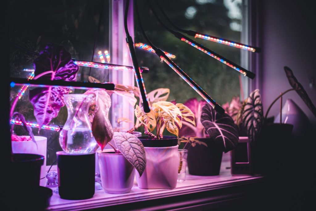 LED fitolempa