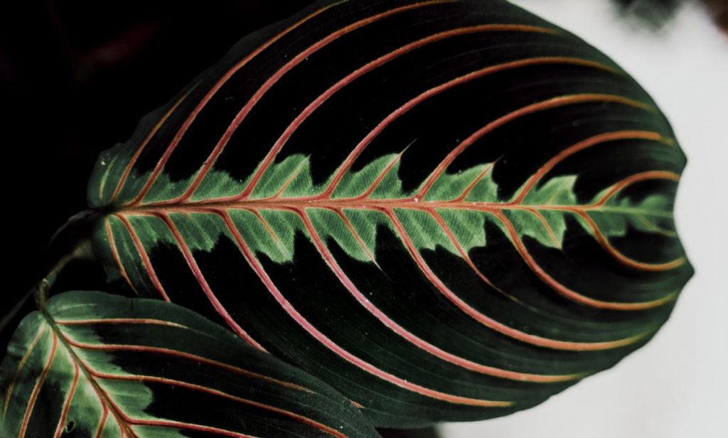 Maranta