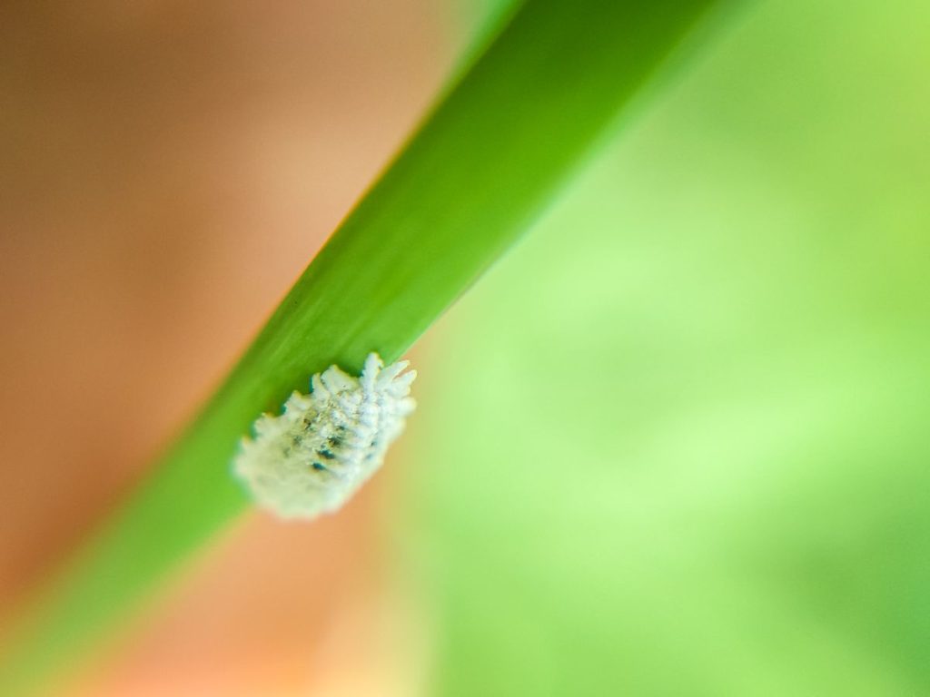 Miltavabalis