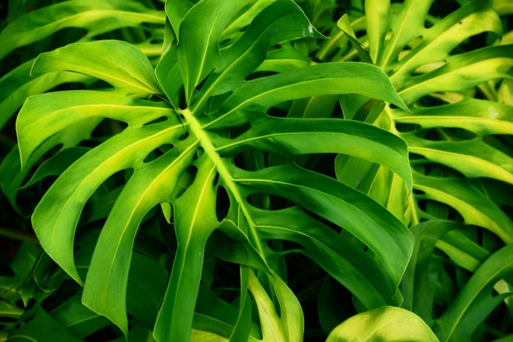 Monstera