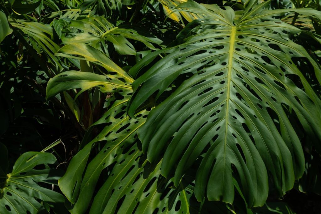 Monstera