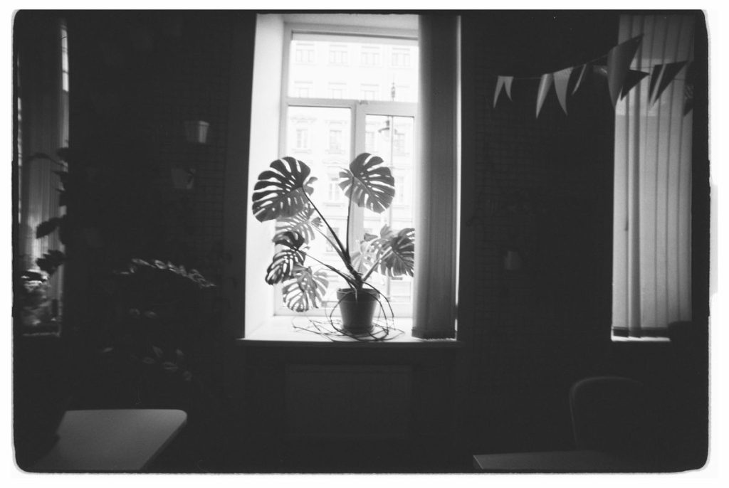 Monstera prie lango