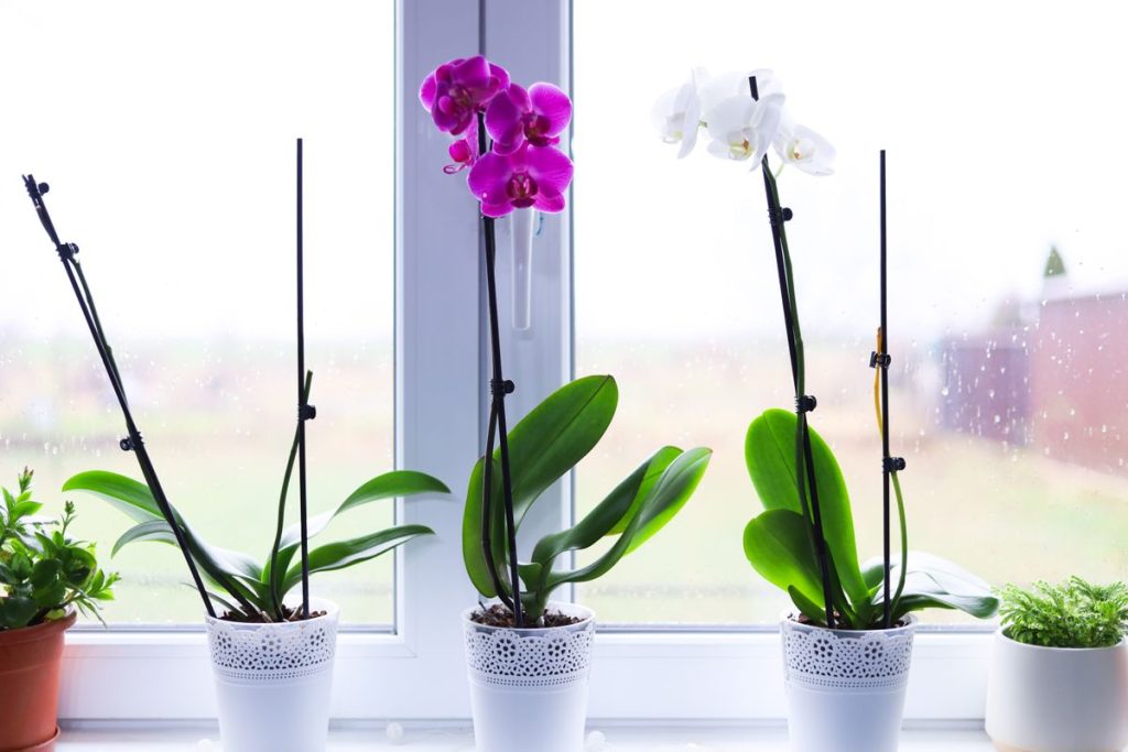 Orchidėja ant palangės