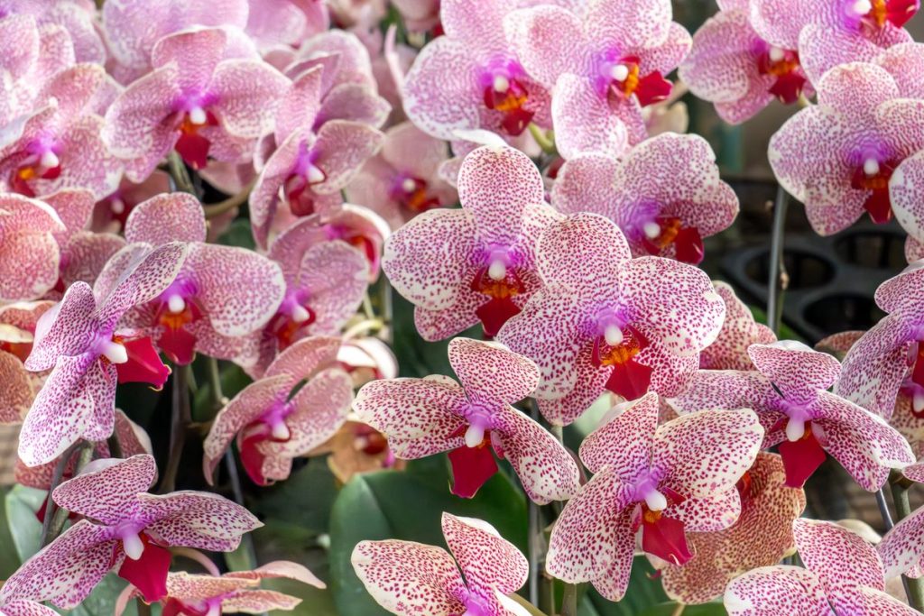 Orchidėja falenopsis
