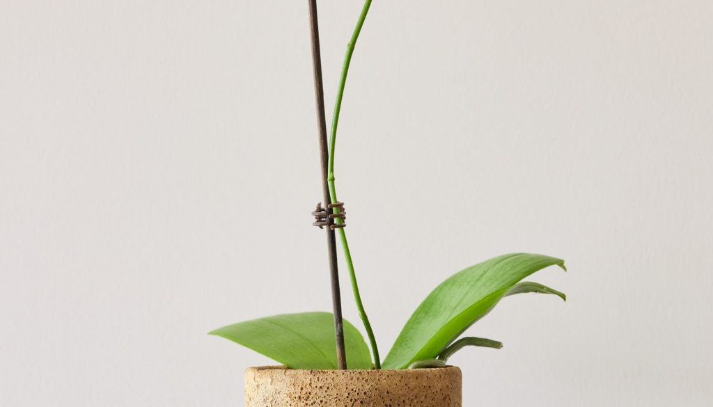 Kodėl orchidėja nežydi: 7 priežastys ir kaip ją paskatinti