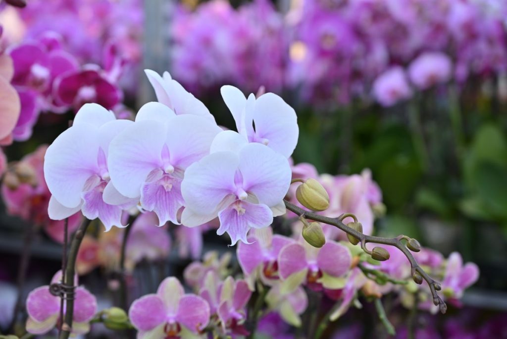 Orchidėjos pumpurai