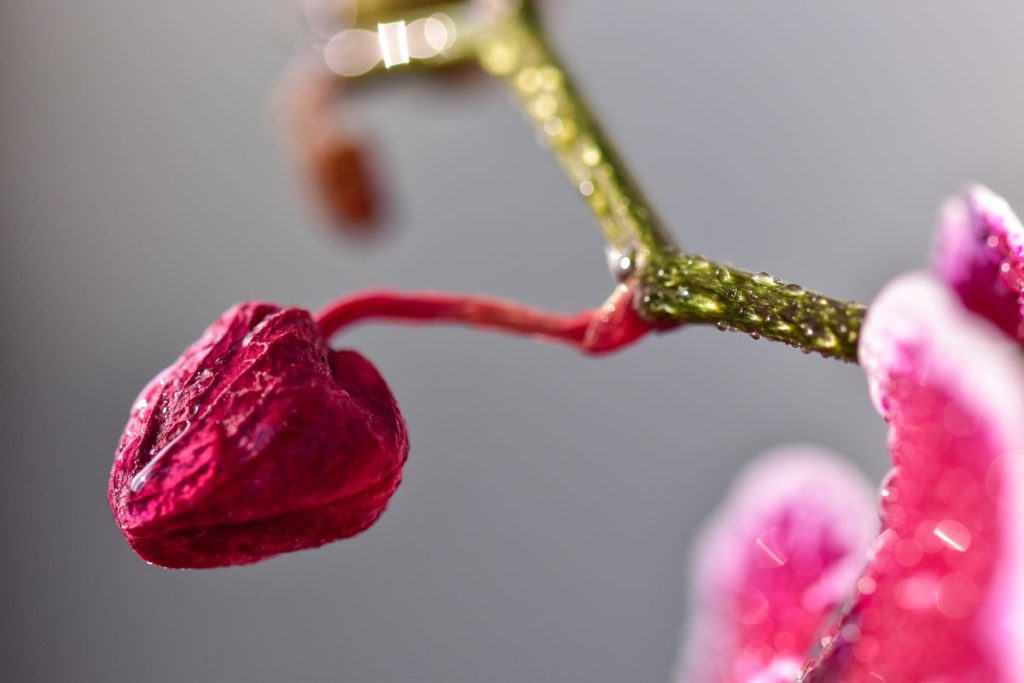 Orchidėjos pumpurai