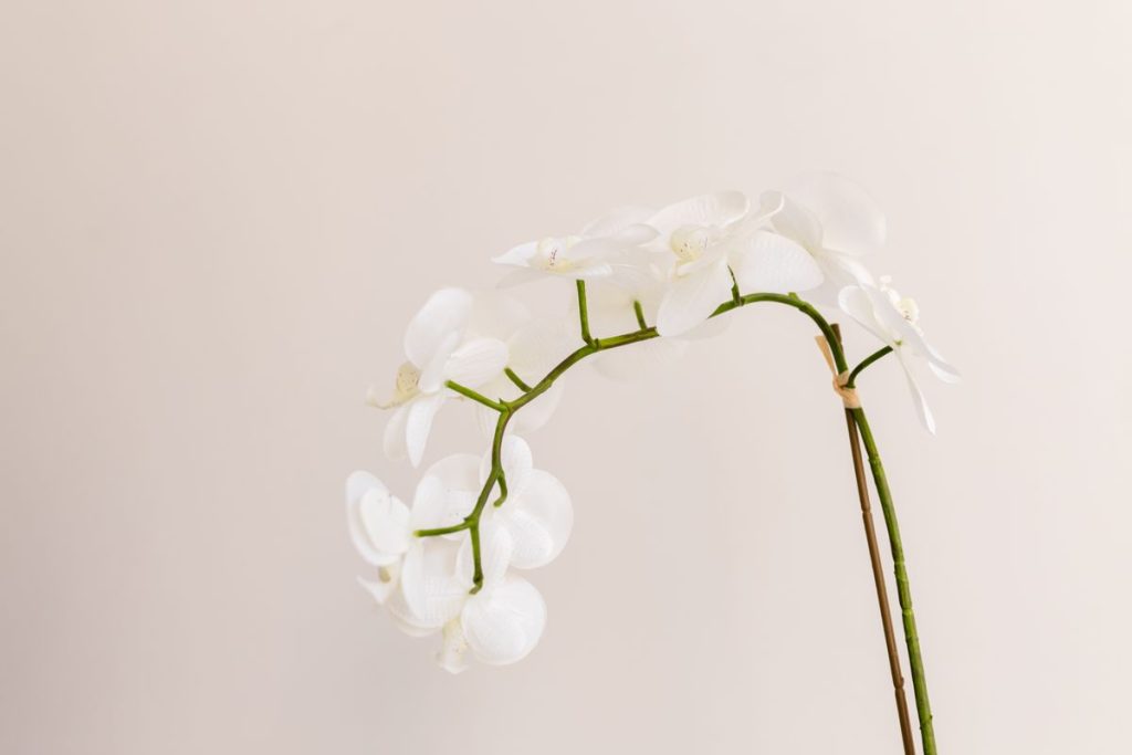 Orchidėjos žiedstiebis
