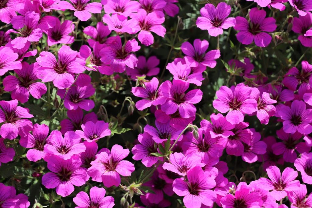 Pelargonija