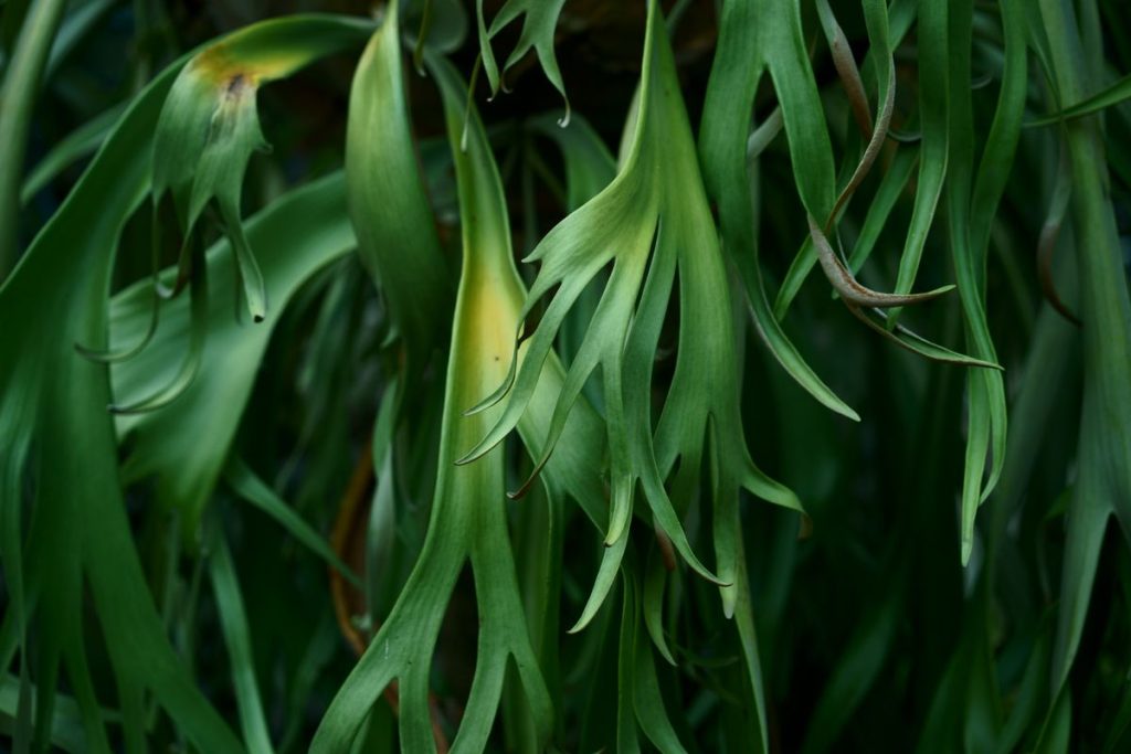 Plačragis (platicerijus)