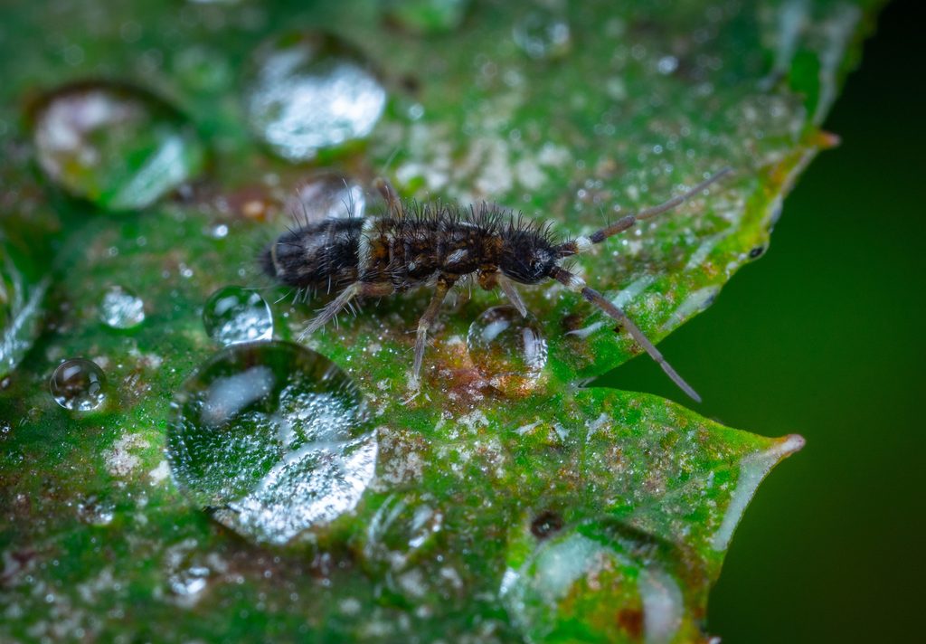 Tripsai ant kambarinių augalų: kaip atpažinti ir išnaikinti