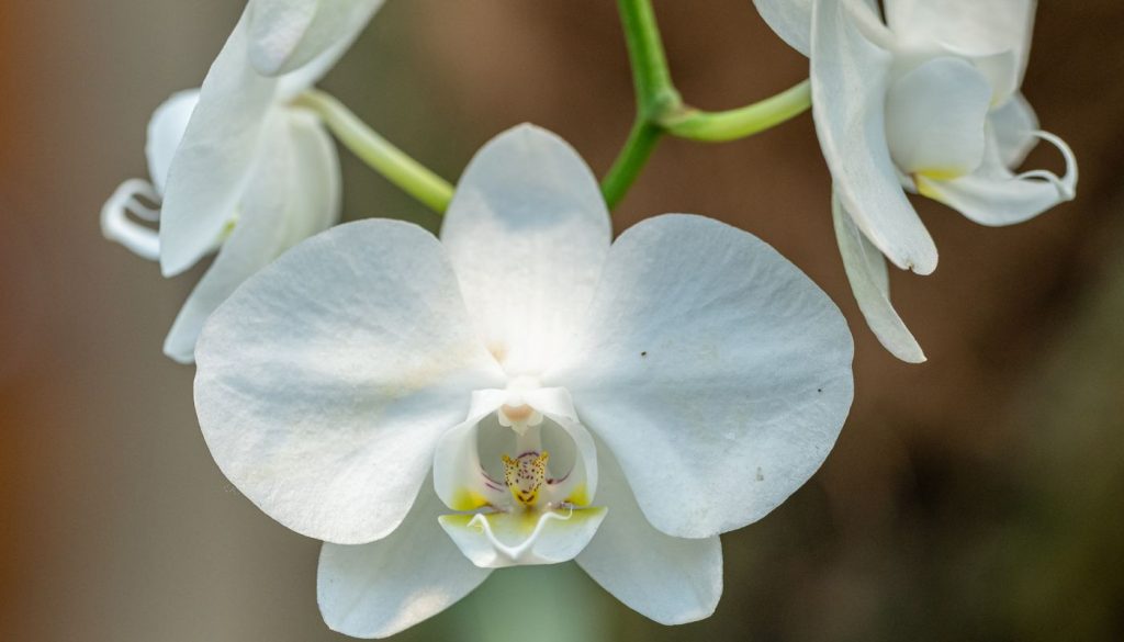 Orchidėjos priežiūra po žydėjimo: ką daryti su žiedstiebiu