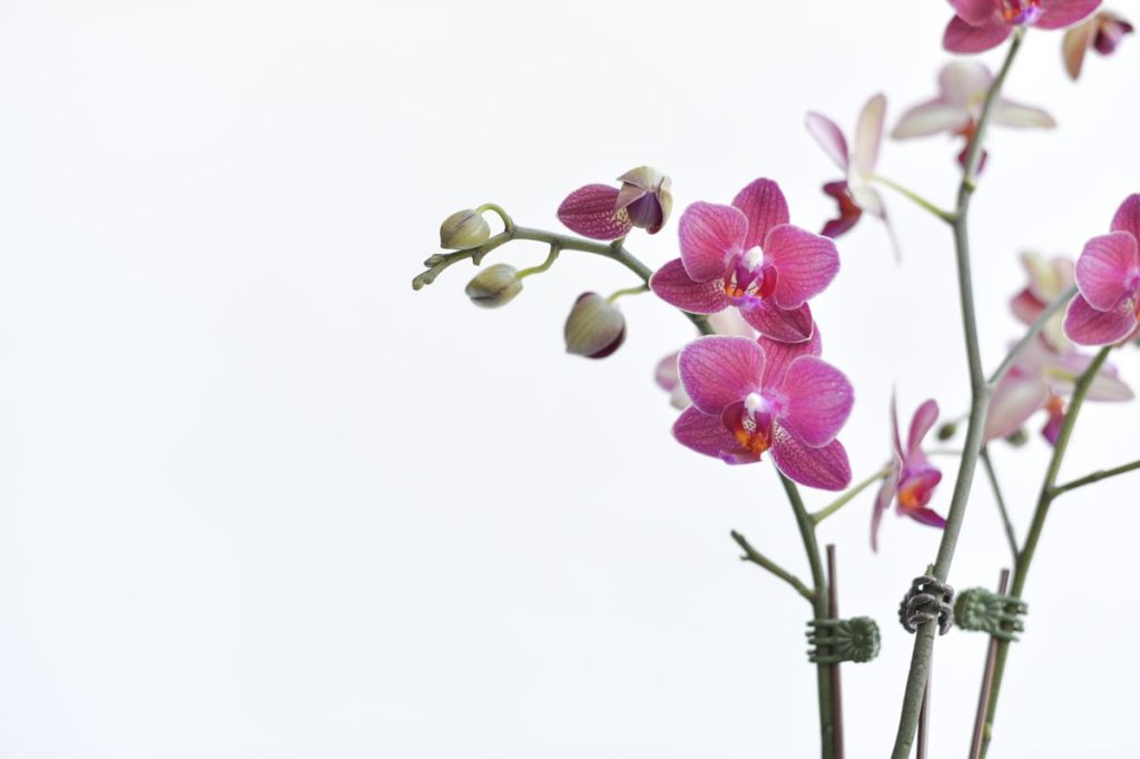 Žydinti orchidėja