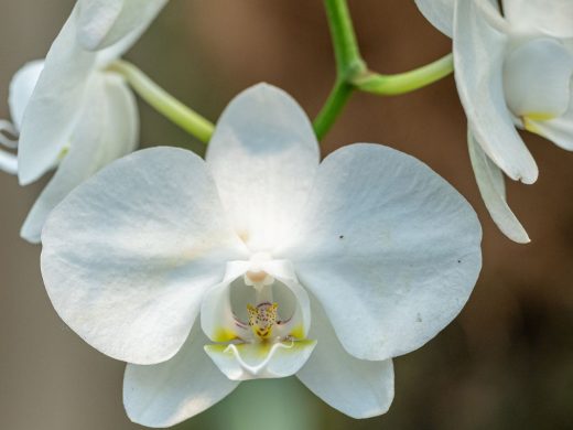 Orchidėjos priežiūra po žydėjimo: ką daryti su žiedstiebiu